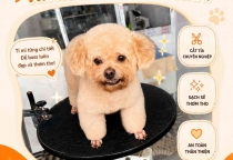 Cắt Tỉa Poodle Bình Dương – Giải Pháp Giúp Boss Luôn Xinh Xắn, Khỏe Mạnh Và Thoải Mái