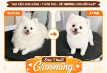 Xu Hướng Cắt Tỉa Thú Cưng Hot Nhất Hiện Nay – Diện Mạo Mới Cho Các Bé Cưng