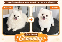 Cắt Tỉa Thú Cưng Có Cần Thiết Không? Những Lợi Ích Mà Nhiều Chủ Nuôi Chưa Biết