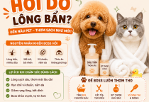 Boss Bị Hôi Do Lông Bẩn? Đừng Chủ Quan Với Những Dấu Hiệu Tưởng Chừng Đơn Giản