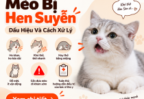 Mèo Bị Hen Suyễn: Dấu Hiệu Và Cách Xử Lý