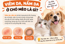 Viêm Da, Nấm Da Ở Chó Mèo Là Gì? Dấu Hiệu Và Cách Xử Lý