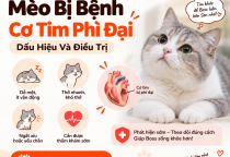 Mèo Bị Bệnh Cơ Tim Phì Đại: Dấu Hiệu Và Điều Trị
