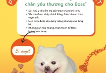KHÁM VÀ ĐIỀU TRỊ THÚ CƯNG 