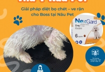 U Nang Tuyến Bã, Mụn Mủ Da, Nấm Da Ở Chó Mèo – Dấu Hiệu, Nguyên Nhân Và Cách Điều Trị