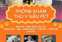 Spa thú cưng gần đây tại Bến Cát – Dịch vụ làm đẹp chuyên nghiệp tại Phòng Khám Thú Y Nâu Pet