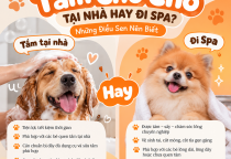 Tắm Cho Chó Tại Nhà Hay Đi Spa? Những Điều Sen Nên Biết