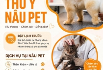 Làm Đẹp Thú Cưng Bình Dương – Xu Hướng Chăm Sóc Boss Được Nhiều Sen Quan Tâm