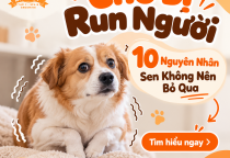 Chó Bị Run Người: 10 Nguyên Nhân Sen Không Nên Bỏ Qua
