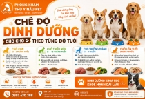 Chế độ dinh dưỡng cho chó theo từng độ tuổi giúp thú cưng khỏe mạnh và phát triển toàn diện