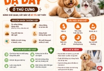 Bệnh Dạ Dày Ở Thú Cưng: Nguyên Nhân, Dấu Hiệu Và Cách Phòng Ngừa Hiệu Quả