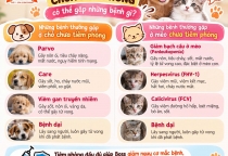 Chó Mèo Chưa Tiêm Phòng Có Thể Gặp Những Bệnh Gì? Cách Bảo Vệ Thú Cưng