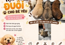 Tạo Hình Đuôi Cho Chó Mèo – Giúp Bé Thêm Xinh Xắn Và Đáng Yêu