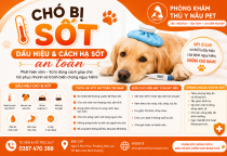 Chó bị sốt: Dấu hiệu và cách hạ sốt an toàn