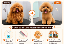 Cách Gỡ Rối Lông Chó Poodle Khi Bị Vón Cục Đơn Giản Và Nhanh Nhất