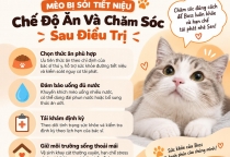 Mèo Bị Sỏi Tiết Niệu: Chế Độ Ăn Và Chăm Sóc Sau Điều Trị