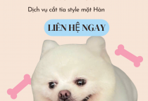 Spa thú cưng Bình Dương hot tại Nâu Pet – Dịch vụ cắt tỉa style mặt Hàn chuyên nghiệp
