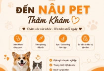 Đặt Lịch Khám Thú Cưng Ở Đâu Tại Bình Dương?