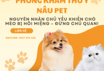HÔI MIỆNG Ở CHÓ MÈO – NGUYÊN NHÂN, DẤU HIỆU & CÁCH KHẮC PHỤC HIỆU QUẢ
