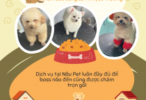 Phòng Khám Thú Y Uy Tín tại Bình Dương & Tổng Kết Các Dịch Vụ Nâu Pet