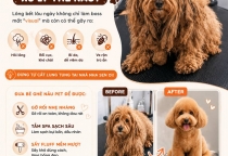 Chó Bị Bết Lông Xử Lý Thế Nào? Cách Chăm Sóc Đúng Giúp Boss Luôn Sạch Đẹp