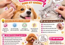 Chó Mèo Có Cần Vệ Sinh Tai Định Kỳ Không? Cách Chăm Sóc An Toàn