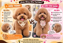 Cắt Tỉa Kiểu Teddy Và Kiểu Hàn Quốc Khác Nhau Như Thế Nào?