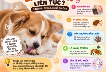 Vì Sao Chó Hay Liếm Chân Liên Tục? 5 Nguyên Nhân Sen Dễ Bỏ Qua