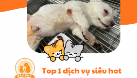 Top 1 dịch vụ siêu hot tại Nâu Pet – Hái bi cho chó mèo an toàn, hiệu quả
